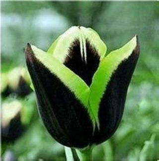 Perennial Bulbs True Tulip Green Edge Black Dragon Stunning Flower Fragrant Rare