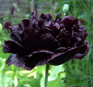 Black Peony Roots Perennial Resistant Flower Stunning Rich Fragrance Rare Plant