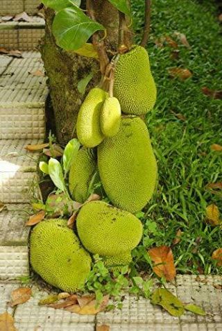Rare Sweet " Cochin " Jackfruit Small Sized Jakka Fruit Seeds - 5 Seeds Pack