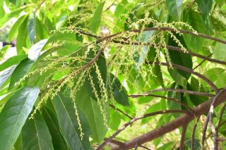 Elaeocarpus Ganitrus Blue Olive Tree Seeds Rare Tropical Plant Lmtd Supply