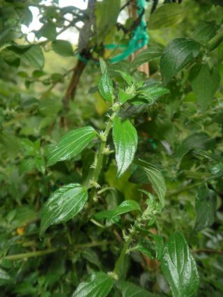 Graceful Pouzolzsbush - Parietaria Zeylanica - Edible Rare Nettle Cousin 25seeds