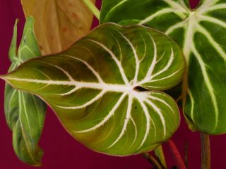Philodendron Gloriosum Rare Aroid Terrarium Plant