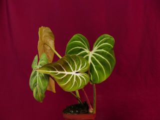 Philodendron Gloriosum Rare Aroid Terrarium Plant 4