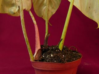 Philodendron Gloriosum Rare Aroid Terrarium Plant 6