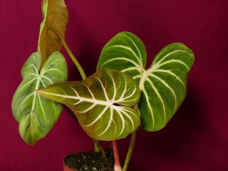 Philodendron Gloriosum Rare Aroid Terrarium Plant 8
