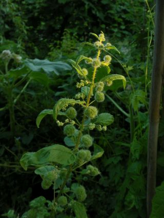 Pellitory - Leaved Nettle - Urtica Dodartii - Rare Vegetable And Ornamenal 10seeds