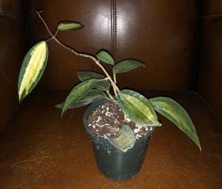 Hoya Macrophylla Pot Of Gold (rare),  Ship In 4” Pot Actual Plant