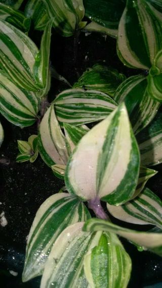 Rare Rainbow Wandering Jew Most Colorful Pink White &green Starter Pl