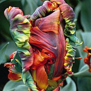 Perennial Parrot Tulip Bulbs Resistant Rare Fragrant Stunning Fresh Diy Balcony