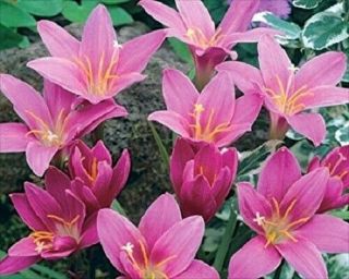 Rain Lily Bulbs Hardy Zephyranthes Dwarf Perennial Resistant Flower Rare Beauty