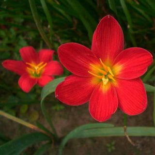 Zephyranthes Rain Lily Bulbs Perennial Resistant Flower Gorgeous Rare Stunning