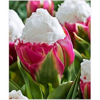 Rare Double Tulip Perennial Impressive Fragrant Ice Cream Bulbs Flowers Bonsai