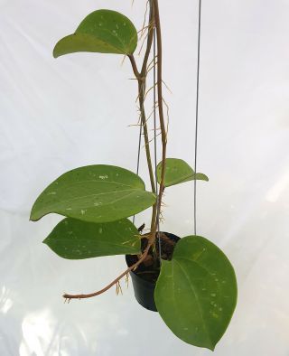 1 Pot,  20 - 22 Inches Rooted Plant Of Hoya Loyceandreawsiana Extreamly Rare