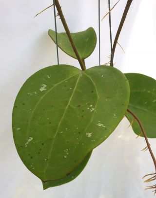1 pot,  20 - 22 inches rooted plant of Hoya loyceandreawsiana Extreamly Rare 2