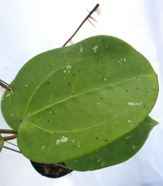 1 pot,  20 - 22 inches rooted plant of Hoya loyceandreawsiana Extreamly Rare 3