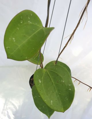 1 pot,  20 - 22 inches rooted plant of Hoya loyceandreawsiana Extreamly Rare 4