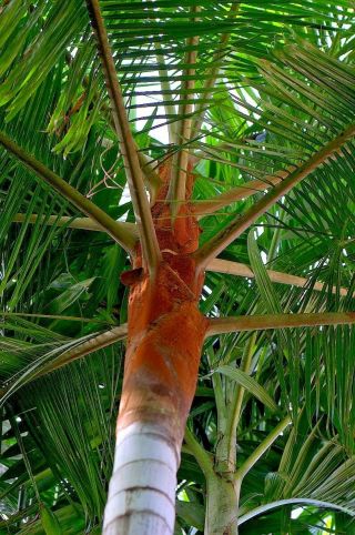 Dypsis Leptocheilos 1 Gal / 6 " Pot Teddy Bear Palm Tree Live Tropical Rare