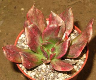Echeveria Cv Red Prince Monstrosa Variegata Rare Succulent Plant Aztekium X