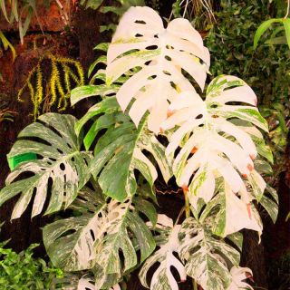 50pcs / Pack Monstera Variegated Seeds Palm Tree Turtle,  Rare Tree,  Mixed Color
