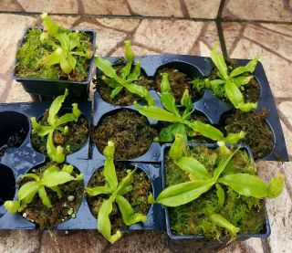 Nepenthes Mirabilis Var.  Echinostoma Rare Lowland Carnivorous Pitcher Plant