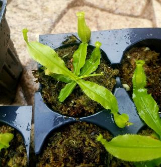 Nepenthes mirabilis var.  Echinostoma Rare Lowland Carnivorous Pitcher Plant 5