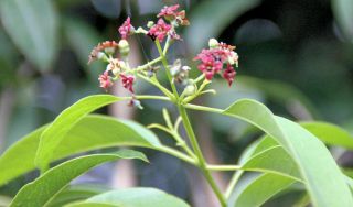 5 Seeds Santalum Album Indian Sandalwood Rare Tropical - Seed