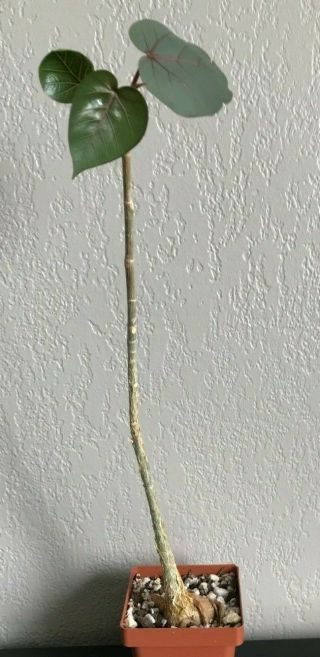 Ficus Petiolaris Rare Succulent Plant Not Cactus Pachycaul Tree