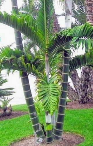 Dypsis Lanceolata 1 Gal / 6 " Palm Tree Live Tropical Rare