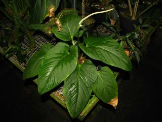 Anthurium Pulcachense,  Rare Species,  Triangular Petiole,  Aroid Plant