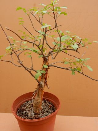 Bursera Fagaroides - Succulent - Caudex - Rare - Mexico - Seedling