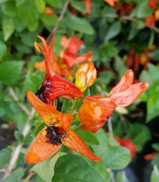 Rare Hummingbird Orange Red Live Plant Rabbit Ears Ruttya Fruticose 5 To 8 Inch