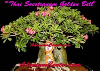 Adenium Desert Rose Thai Socotranum " Golden Bell " 50 Seeds Fresh Rare