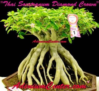 Adenium Desert Rose Thai Socotranum " Diamond Crown " 50 Seeds Fresh Rare