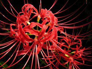 Red Spider Magic Lily Bulbs Lycoris Perennial Impressive Bonsai Fresh Rare Plant