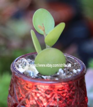 Cutting Xerosicyos Danguyi Silver Dollar Vine Plant Rare Cactus Succulent