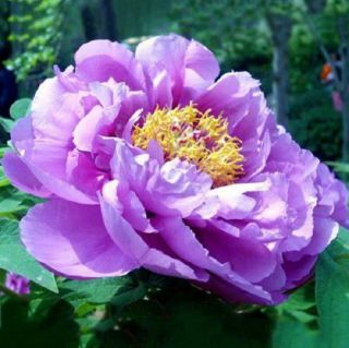 Bright Rare Peony Roots Perennial Rhizome Garden Light Purple Flower Easy Care