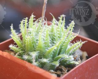 2 " Haworthia Arachnoide Rare Cactus Succulent Live Plant Gift Fuzzy White Green