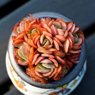 Succulent Live Plants Echeveria Sunyan Rare Easy Grow Potted Flower Cutting Gift