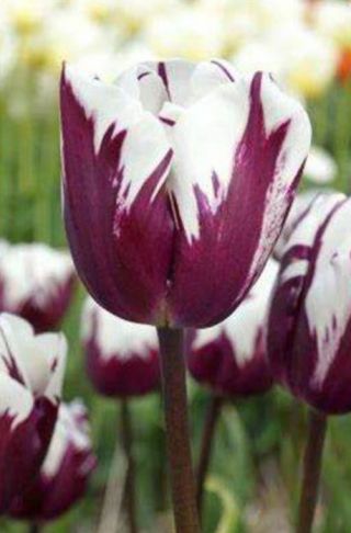Rare Blueberry Ripple Triumph Tulip Bulbs Perennial Easy Grow Home Garden Flower