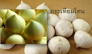 10 Thai Garlic Rare Single Cloves Bulb Herb Vegetable Heirloom From Thailand.
