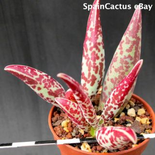 Adromischus filicaulis SB1387 LONG LEAF RED COLORS rare succulent plant 26/5 3