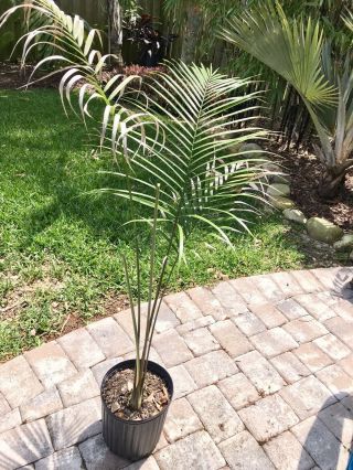 Dypsis Ovobontsira - Rare Live Palm Tree