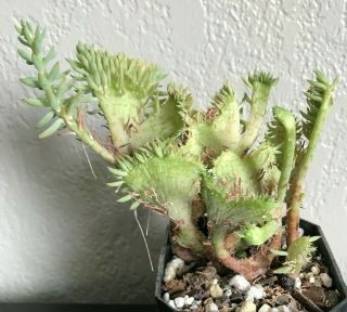 Sedum Multiceps Cristata Rare Succulent Plant Crested Not Cactus