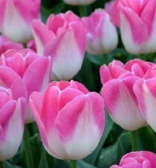 Rebloom Tulip 2 Bulbs Perennial Resistant Refresh Organic Flowers Rare Variety
