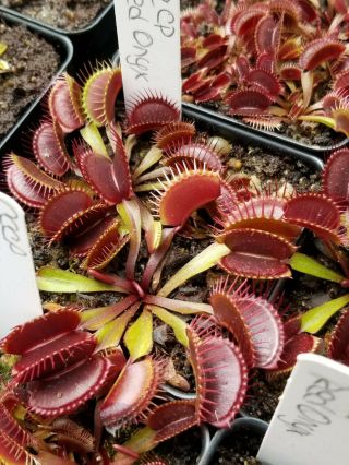 Rare Carnivorous Venus Flytrap Plant " Red Onyx "