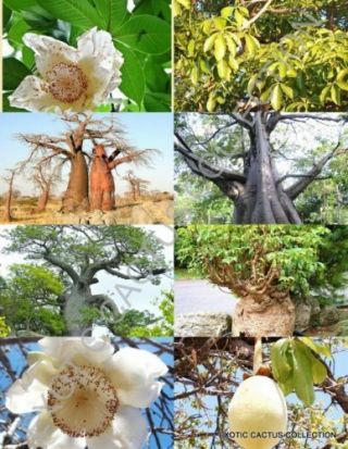 Adansonia Digitata Rare Baobab Bottle Tree Bonsai Exotic Flowering Seed 10 Seeds