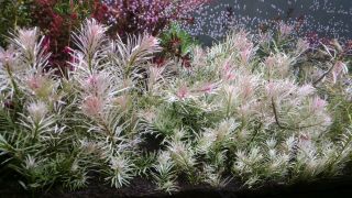 Rare Ludwigia " White  Pink " Live Aquarium Aquatic Plant Plants