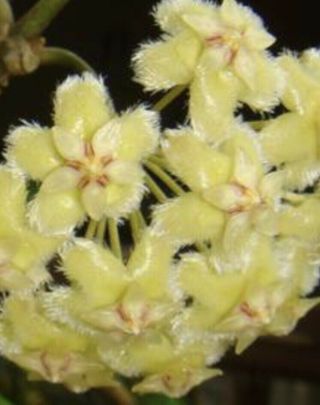 Hoya Erythrina Iml 0415 Rare (4 Node Cutting) Us - Fragrant Yellow Flowers