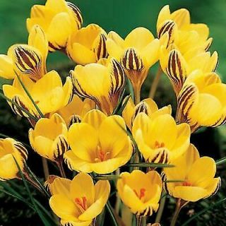 Rare Crocus Bulbs Perennial Balcony Flowers Plant Easy Grow Saffron Lawn Plant