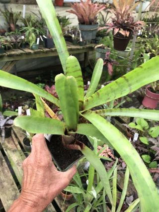 Bromeliad Neoregelia Ampulace Rare Hybrid Tropical Plant 075